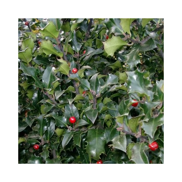 Kékeslevelű magyal   ILEX MESERVEAE BLUE PRINCESS K2
