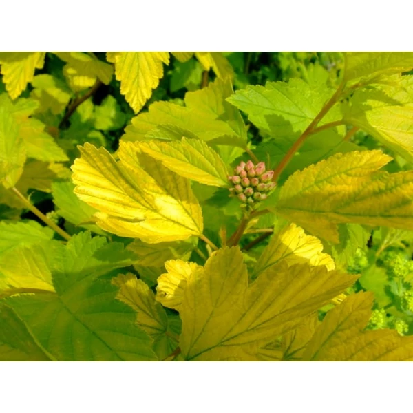 Hólyagvessző    PHYSOCARPUS OPULIFOLIUS DART'S GOLD K2