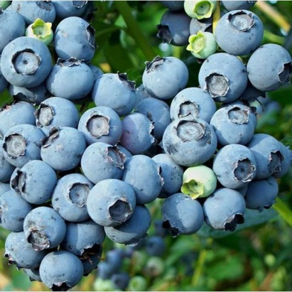Bluejay kék áfonya Vaccinium corymbosum      