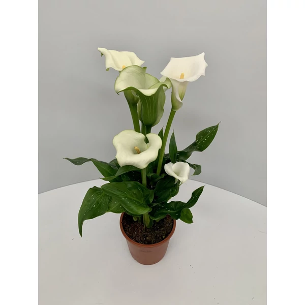 Kála ZANTEDESCHIA