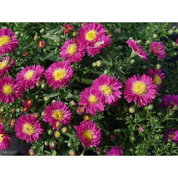 Törpe őszirózsa PURPLE DIAMOND CS14  