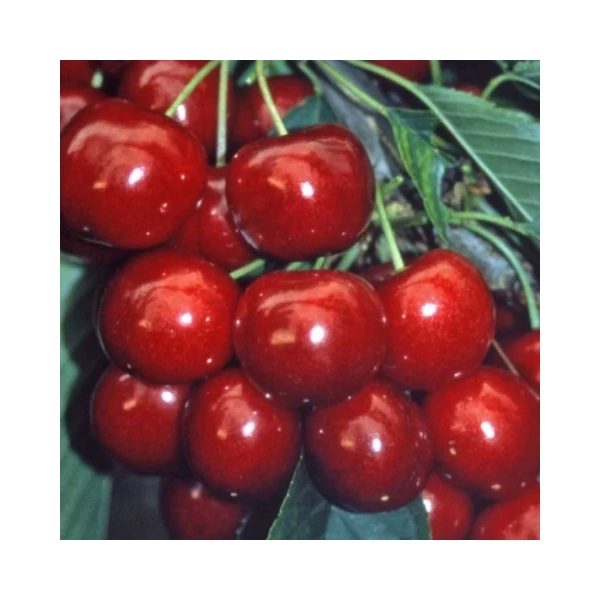 Solymári gömbölyű cseresznye PRUNUS AVIUM SOLYMÁRI GÖMBÖLYŰ SZGY