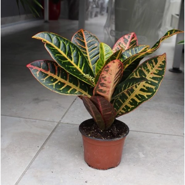 Kroton-csodacserje CODIAEUM VARIEGATUM