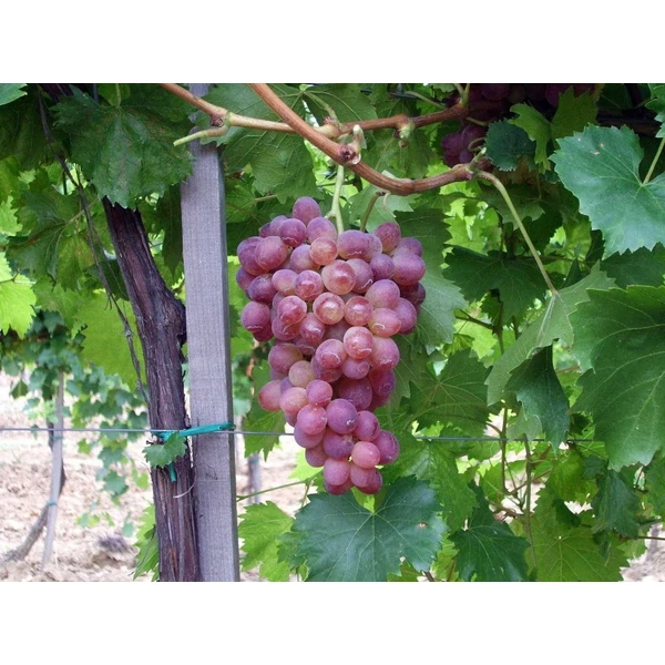 Piros csemegeszőlő VITIS VINIFERA LIDI SZGY