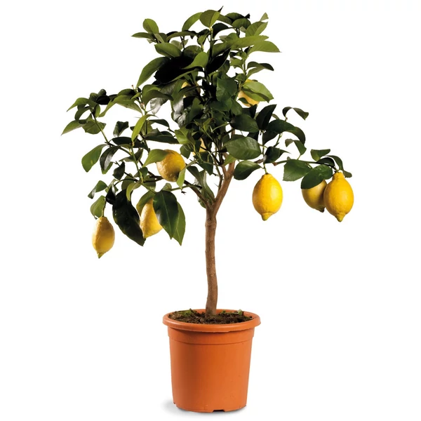 Grapefruit piros húsúCITRUS POMPELMO ROSSO T1/4 70/80CM K5 (NARANCSSÁRGA CSERÉP)