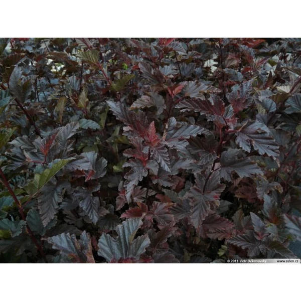 Hólyagvessző    PHYSOCARPUS OPULIFOLIUS RED BARON K3