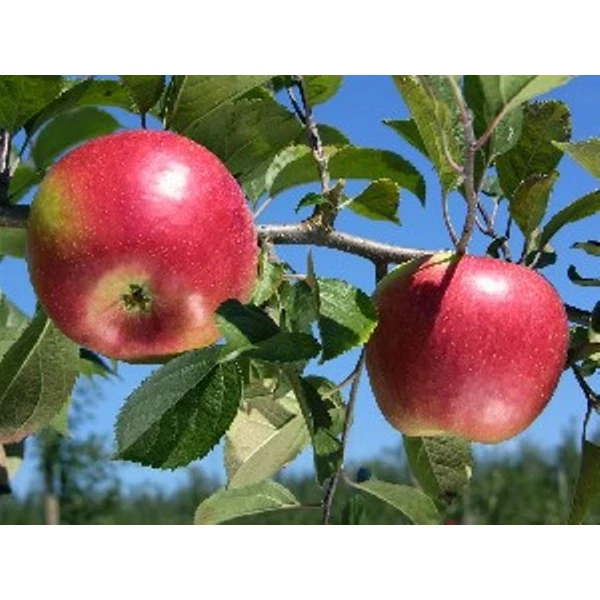 Freedom alma MALUS DOMESTICA FREEDOM K10-12