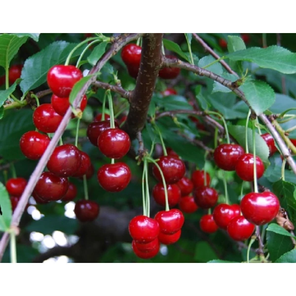 Újfehértói fürtös meggy PRUNUS CERASUS ÚJFEHÉRTÓI FÜRTÖS K10-12