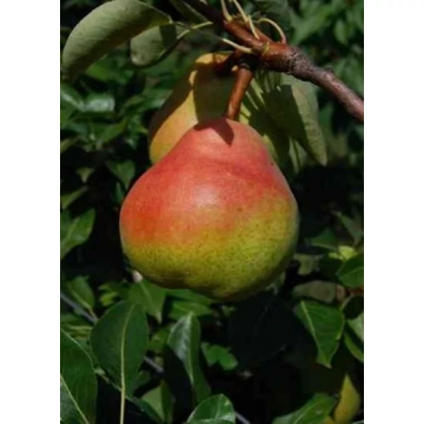 Piros Vilmos körte PYRUS COMMUNIS PIROS VILMOS K10-12