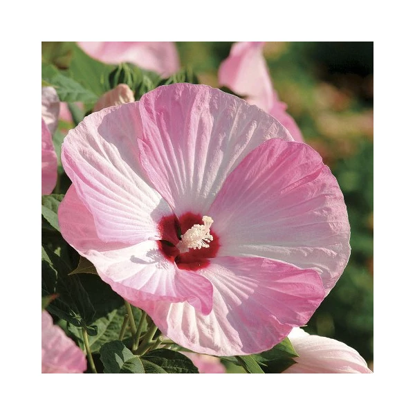 Mocsári hibiszkusz LUNA PINK SWIRL K5 