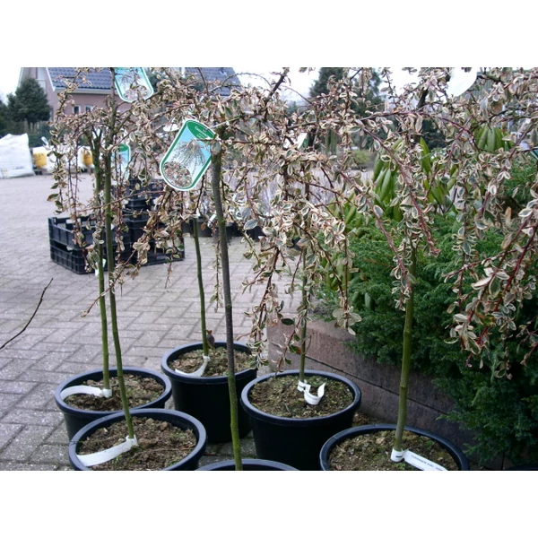 Kúszó madárbirs   COTONEASTER SUECICUS JULIETTE T80 K5