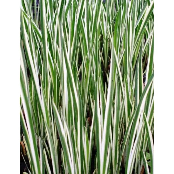 Csíkos kálmos ACORUS CALAMUS VARIEGATUS CS15   