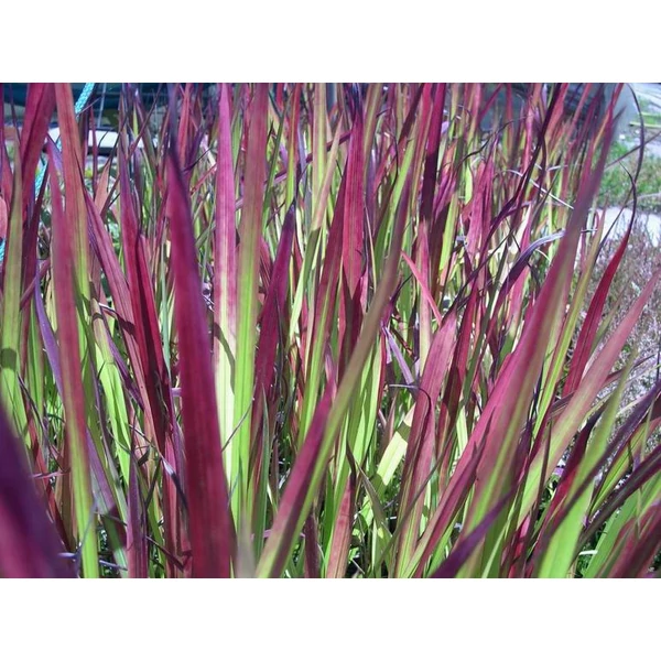 Vöröslevelű alangfű IMPERATA CYLINDRICA RED BARON CS13