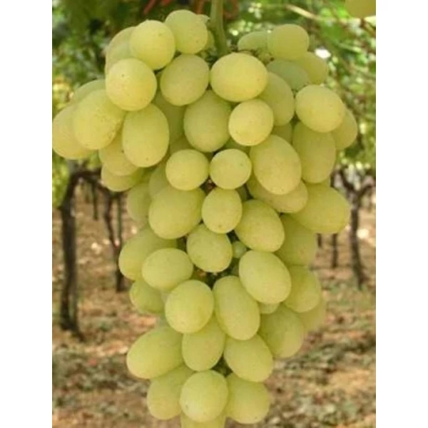 Viktória csemegeszőlő VITIS VINIFERA VIKTÓRIA (KÜLÖNLEGES CSEMEGE) SZGY