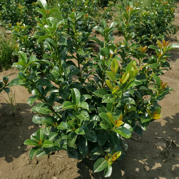 Babérmeggy PRUNUS LAUROCERASUS ANNY 40/60*
