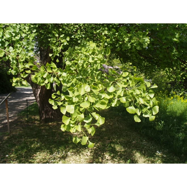Páfrányfenyő GINKGO BILOBA 40/60 K4