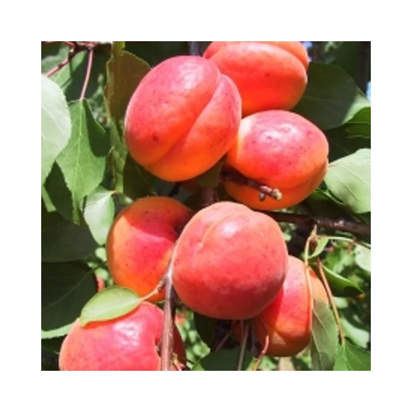 Orangered kajszi PRUNUS ARMENIACA ORANGERED SZGY