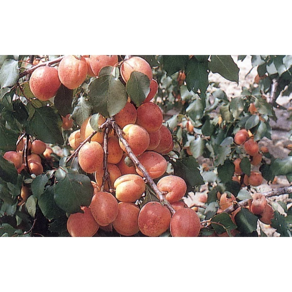 Rózsakajszi PRUNUS ARMENIACA RÓZSAKAJSZI C1406 SZGY