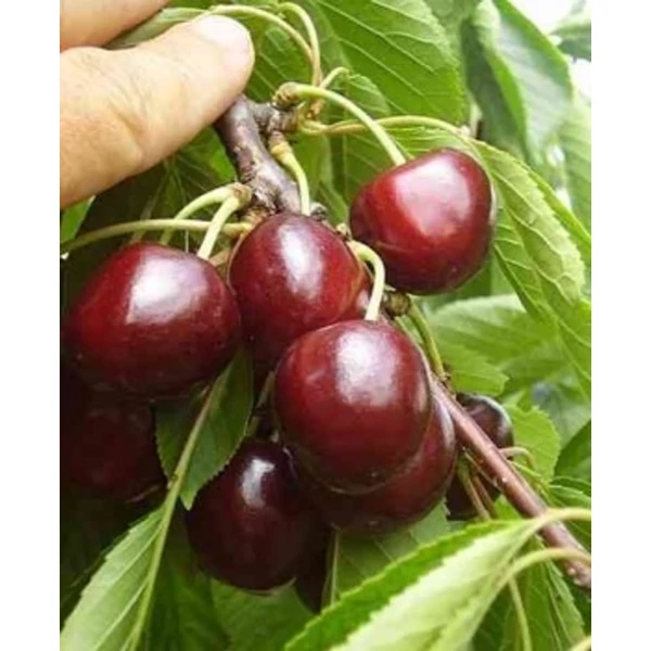 Carmen cseresznye PRUNUS AVIUM CARMEN SZGY
