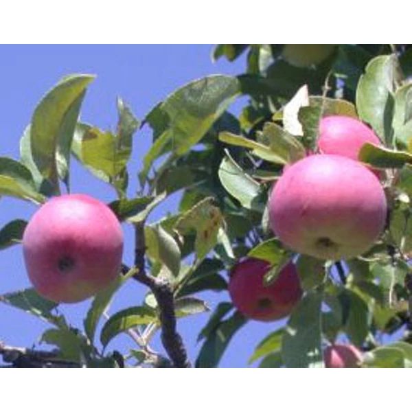 Kecskeméti vaj alma MALUS DOMESTICA KECSKEMÉTI VAJ SZGY