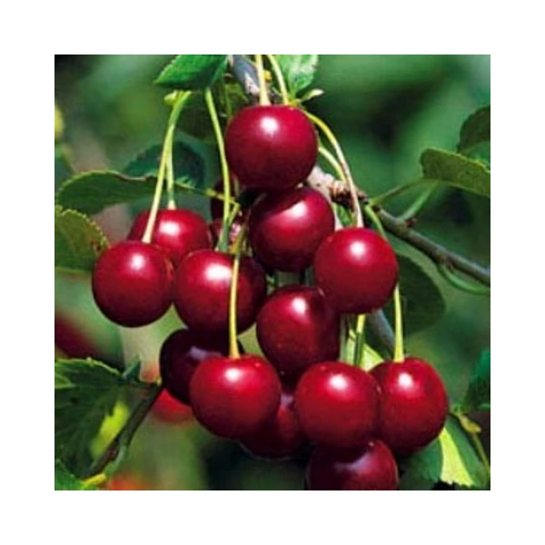 Cigánymeggy PRUNUS CERASUS CIGÁNYMEGGY 7 SZGY