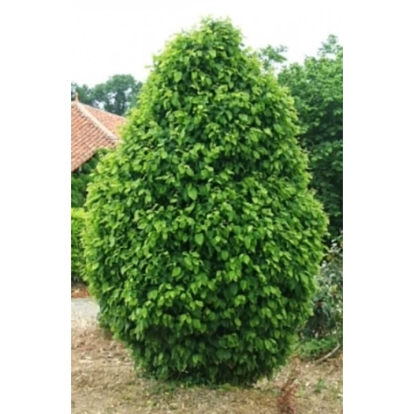 Oszlopos törpegyertyán   CARPINUS BETULUS MONUMENTALIS 250/+ K280