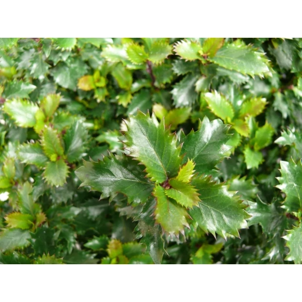 Kékeslevelű magyal   ILEX MESERVEAE LITTLE RASCAL 25/30 CS17