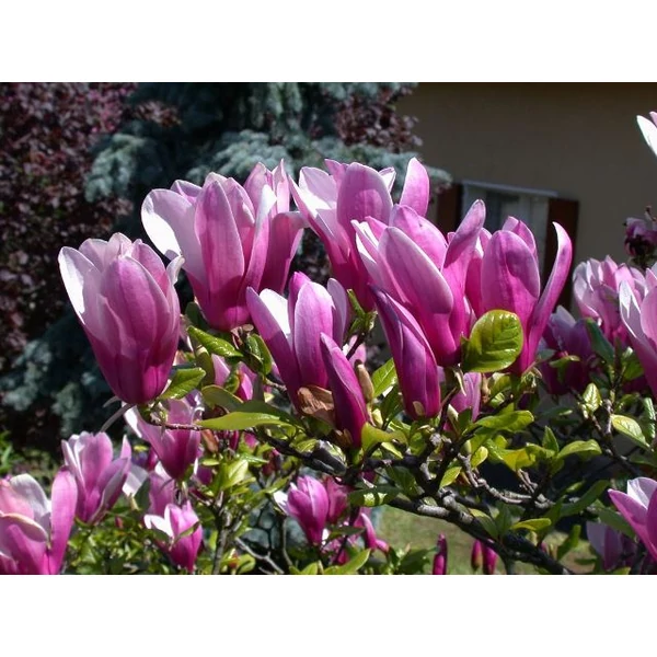 Liliomfa    MAGNOLIA SUSAN T1/2  EXTRA K18