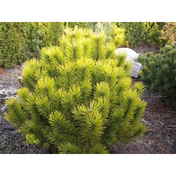 Havasi törpefenyő   PINUS MUGO WINTER GOLD 20/40 K15