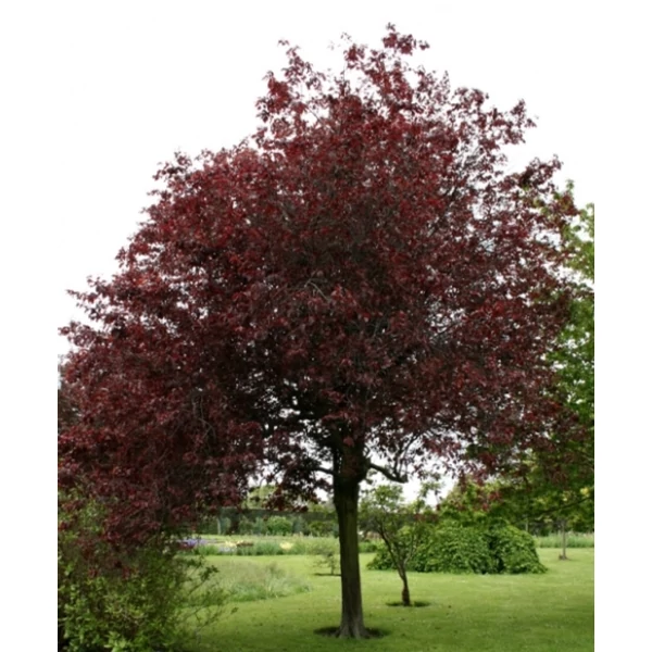 Vérszilva    PRUNUS CERASIFERA NIGRA 8/10 K30
