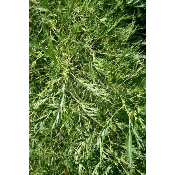 Szeldeltlevelű éger   ALNUS GLUTINOSA IMPERIALIS 150/+ K10