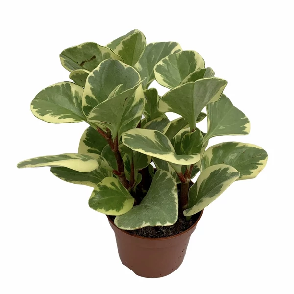 Törpebors PEPEROMIA CS12