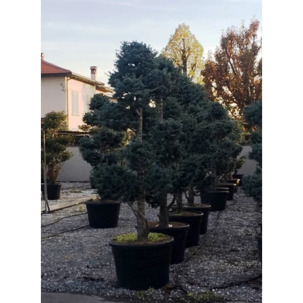 Kék atlasz cédrus  CEDRUS ATLANTICA GLAUCA POM-PON 200/220 K46