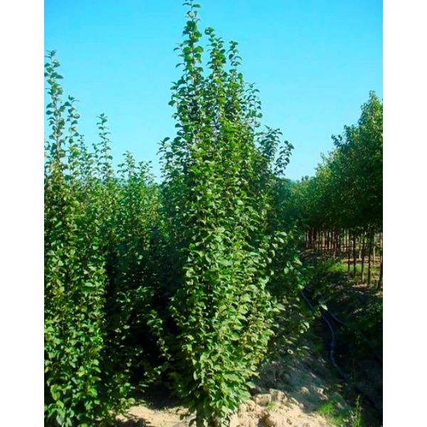 Oszlopos gyertyán   CARPINUS BETULUS ALBERT BEECKMAN 400/500 K400