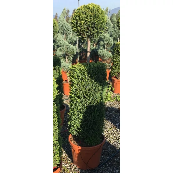 Arany lombú leyland ciprus CUPRESSOCYPARIS LEYLANDII CASTLEWELLAN GOLD OSZLOP+GÖMB 160/170 K40