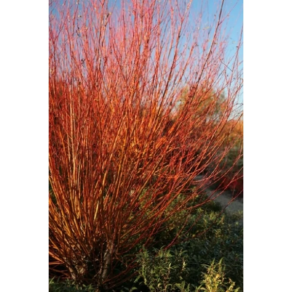 Szomorúfűz    SALIX ALBA CHERMESINA 12/14 K50