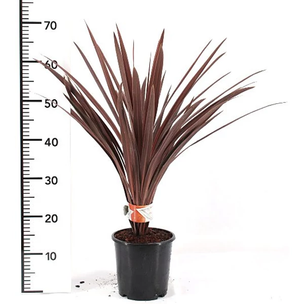 Bíbor bunkóliliom  CORDYLINE AUSTRALIS RED STAR 50/60 K2,5
