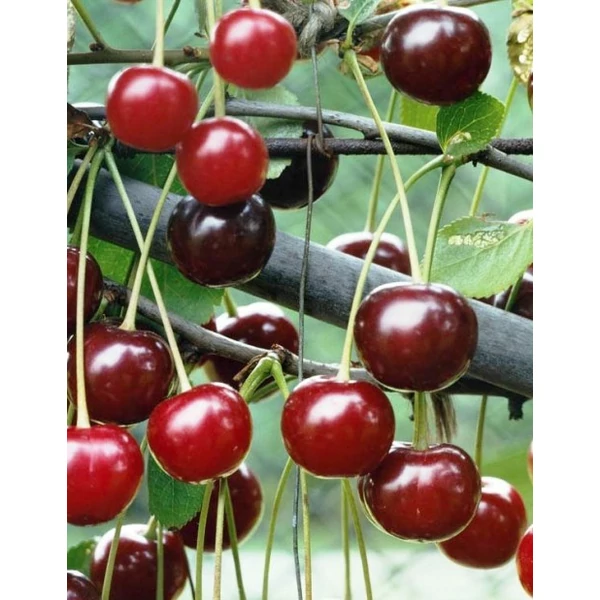 Piramis meggy Prunus cerasus