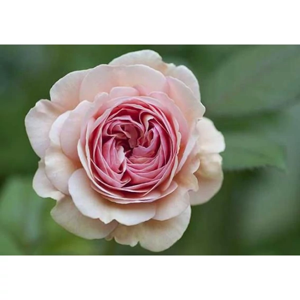 Rózsa ROSA KORDANA CS10