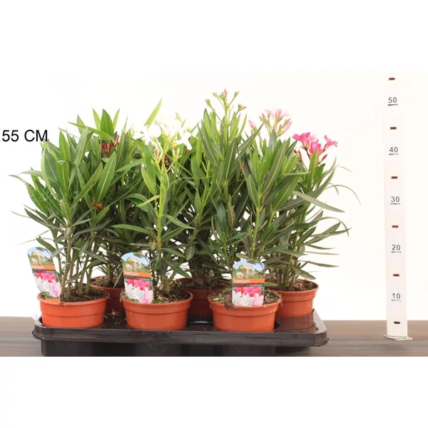 Leander NERIUM OLEANDER 20/30 CS14 