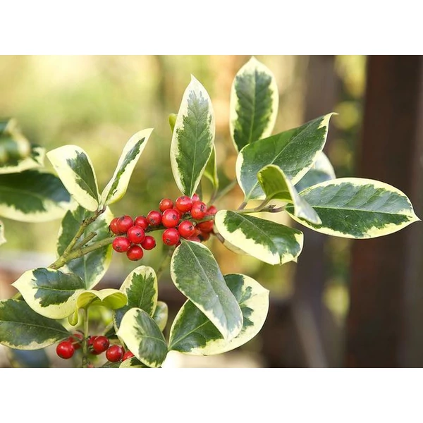 Nagylevelű magyal   ILEX ALTACLERENSIS GOLDEN KING 80/100 K25