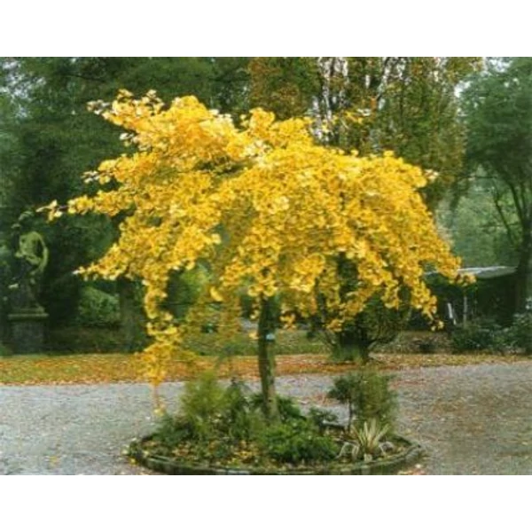 Csüngő páfrányfenyő   GINKGO BILOBA PENDULA TÖRZS 150CM K10