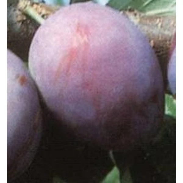 President szilva PRUNUS DOMESTICA PRESIDENT K10-12