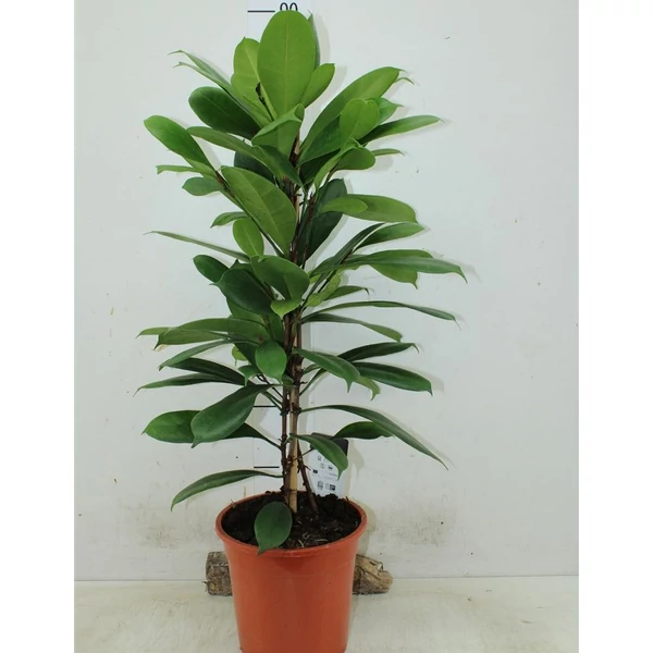 Serlegkocsányú fikusz FICUS CYATHISTIPULA CS21 