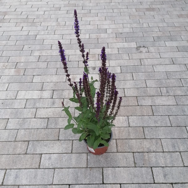 Ligeti zsálya SALVIA NEMOROSA CARRADONNA K1,5