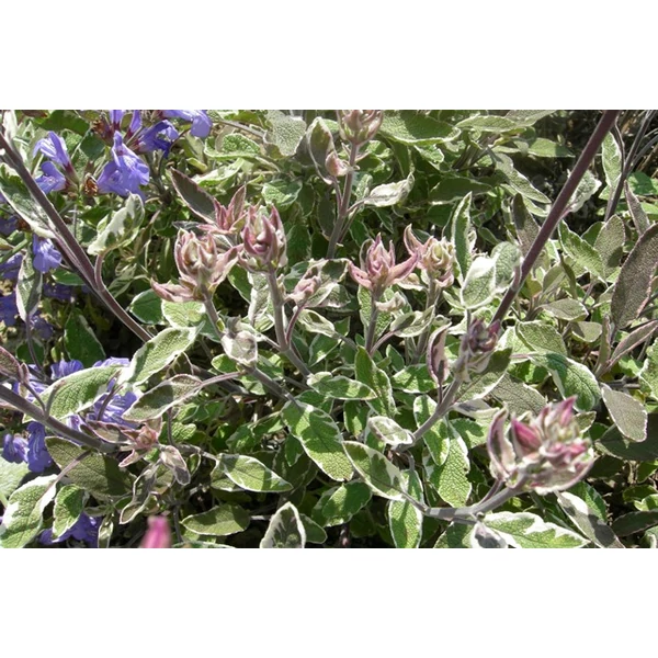 Orvosi zsálya SALVIA OFFICINALIS CS9