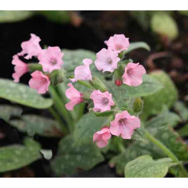 Tüdőfű PULMONARIA MIX