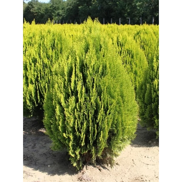 Aranylombú keleti tuja THUJA ORIENTALIS AUREA NANA 40/60*