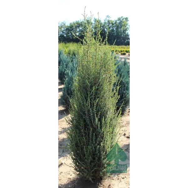 Közönséges boróka JUNIPERUS COMMUNIS ARNOLD 80/100*