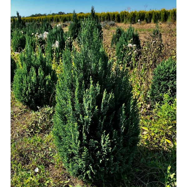 Oregoni álciprus CHAMAECYPARIS LAWSONIANA ELLWOODII 40/60*